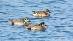 DSCN1117：トモエガモ