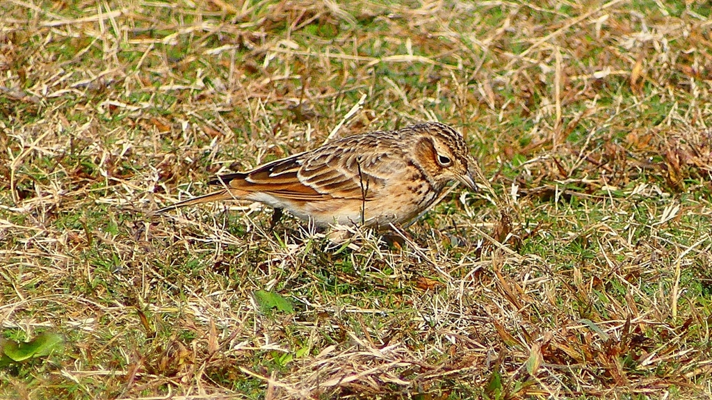 P2350720：ヒバリ