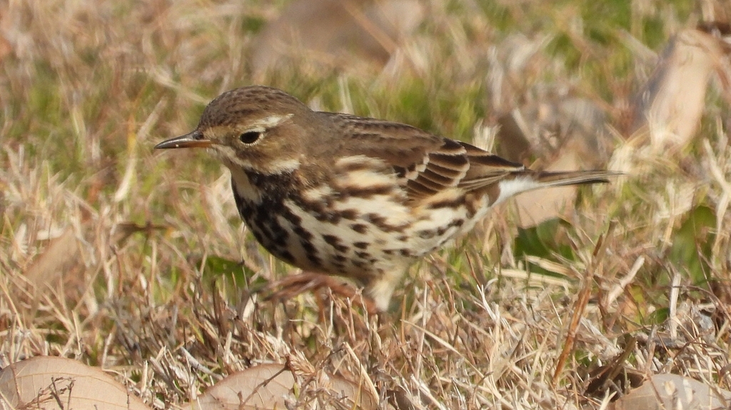 DSCN7581：タヒバリ