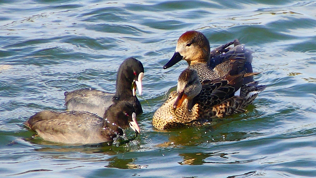 P2410519：オカヨシガモ、オオバン