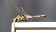 P2380007：アキアカネ（メス）