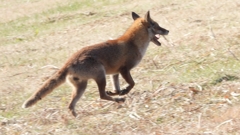 DSCN6747：キツネ