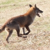DSCN6747：キツネ