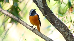 P2300613：ジョウビタキ（オス）