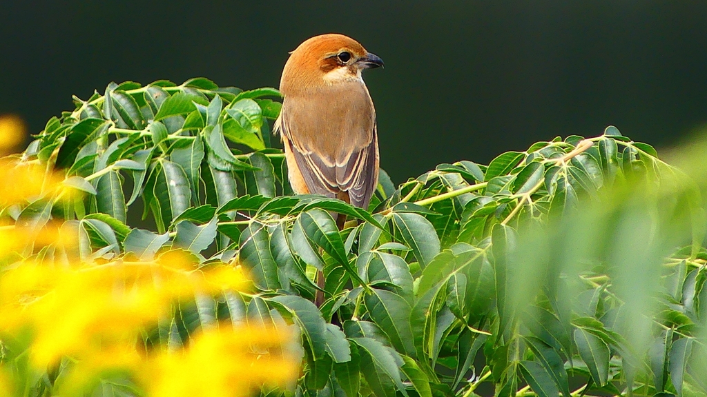 P2370002：モズ（メス）