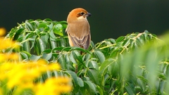 P2370002：モズ（メス）