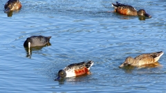 P2360014：ハシビロガモ