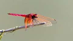 P2300729：ベニトンボ（オス）