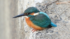 DSCN0538：カワセミ（オス）