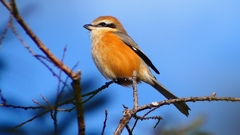 P2360619：モズ（オス）