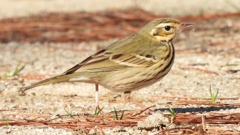 DSCN8264：ビンズイ