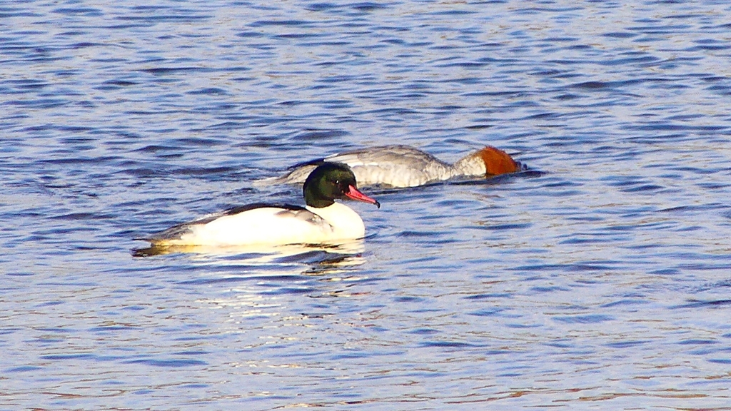 P2410304：カワアイサ