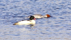 P2410304：カワアイサ