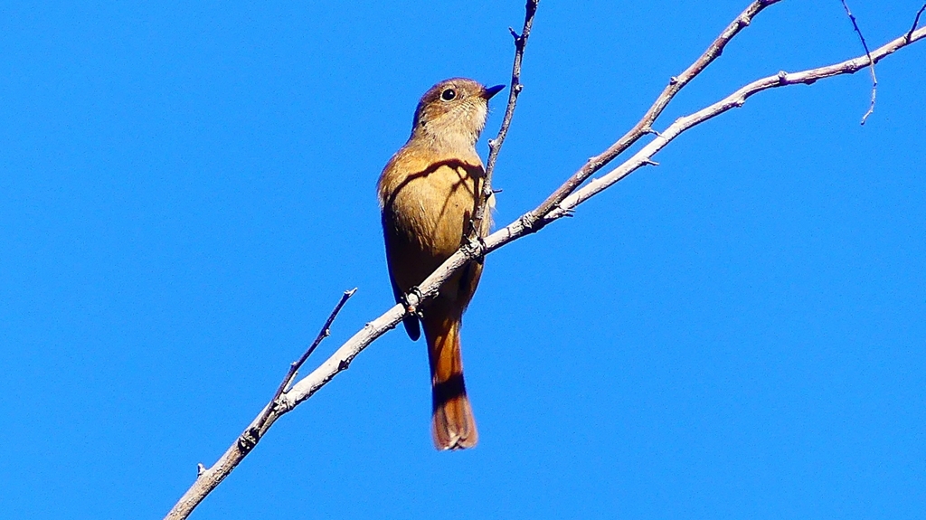 P2400411：ジョウビタキ（メス）