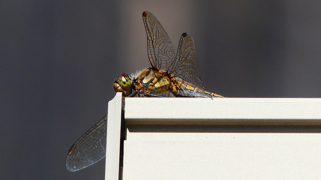 P2370820：アキアカネ（メス）