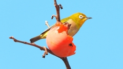 DSCN6011：メジロ