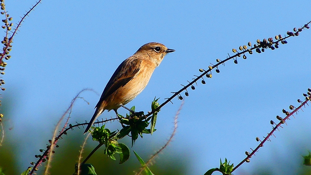 P2310794：ノビタキ