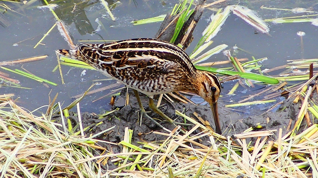 P2280773：タシギ