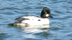 DSCN5596：ホオジロガモ（オス）