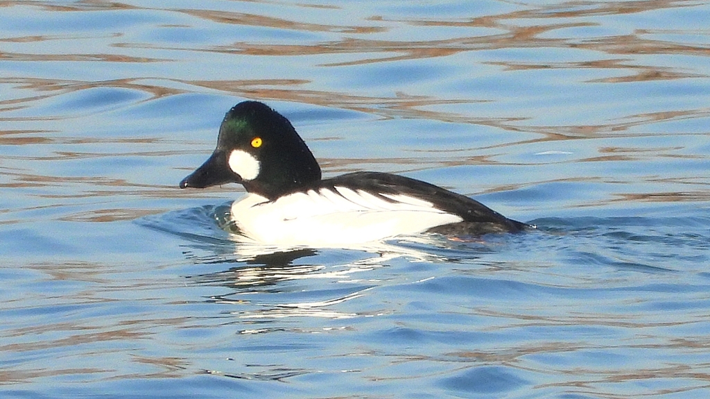 DSCN0490：ホオジロガモ（オス）