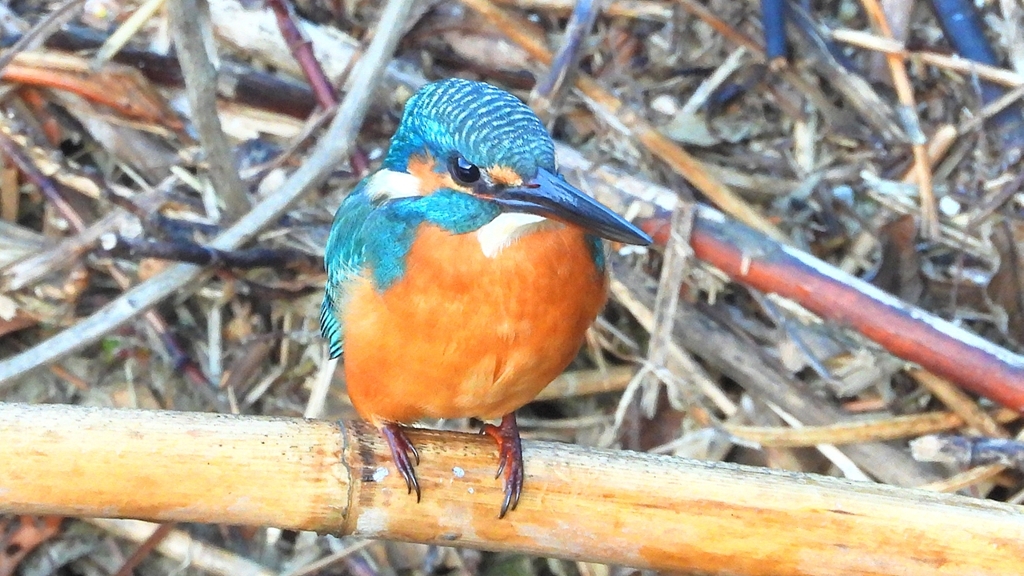 DSCN5146：カワセミ（オス）