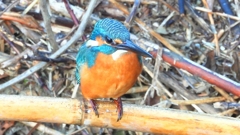 DSCN5146：カワセミ（オス）