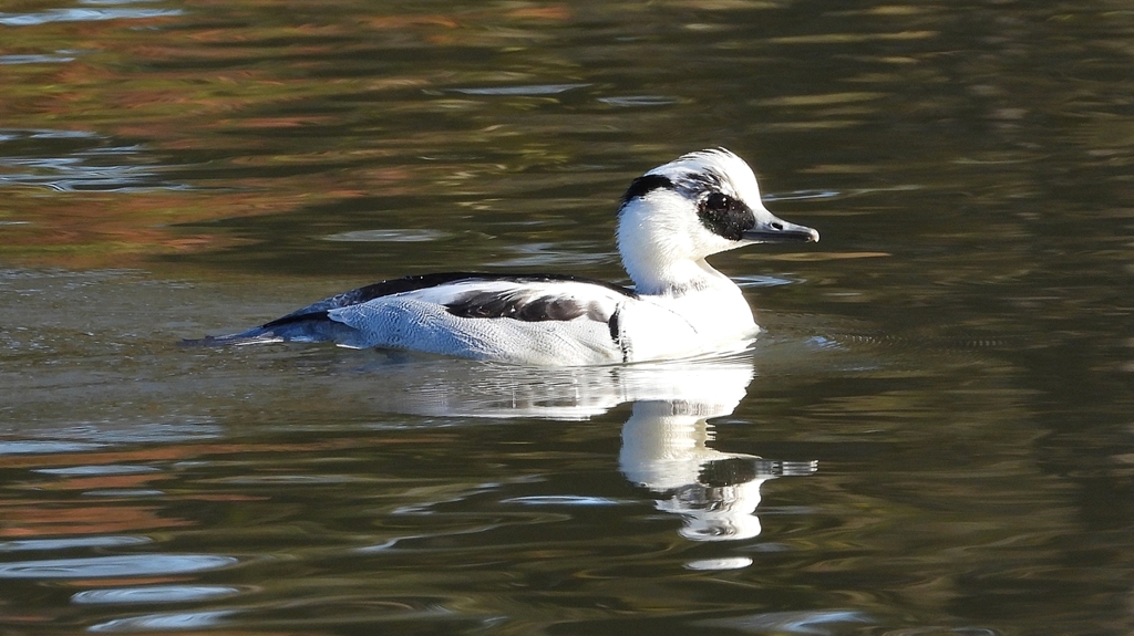 DSCN4936：ミコアイサ（オス）