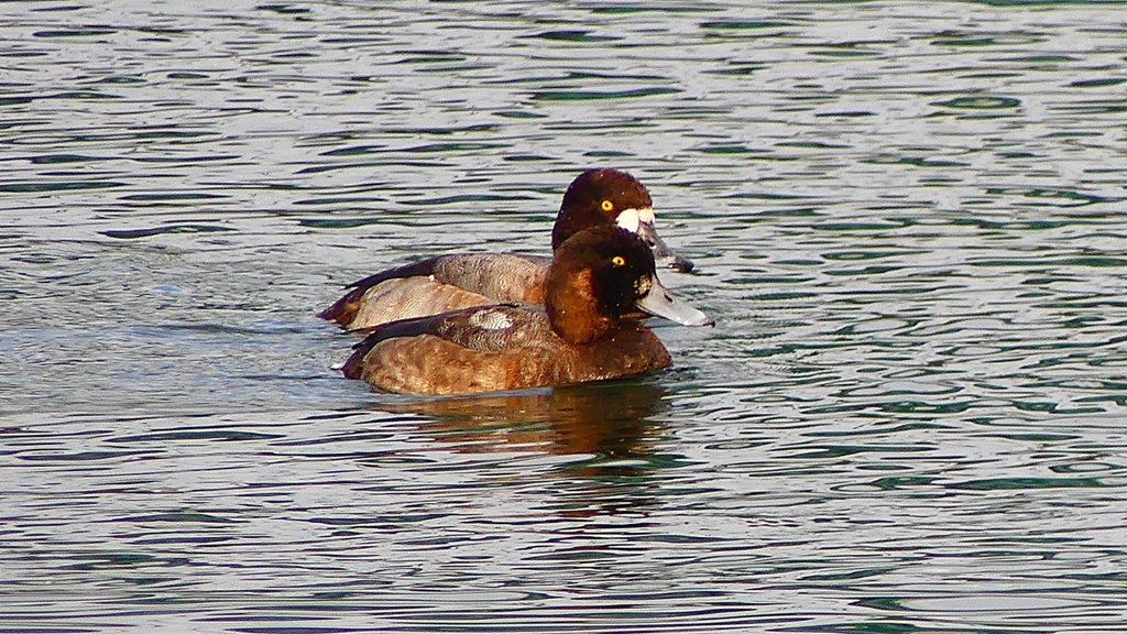 P2350420：スズガモ