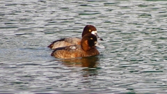 P2350420：スズガモ