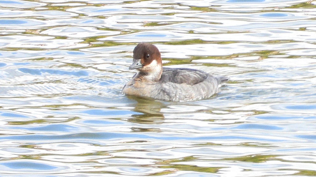 DSCN0397：ミコアイサ