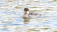 DSCN0397：ミコアイサ