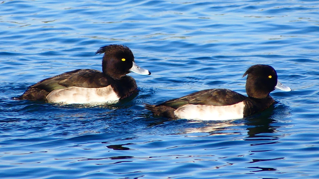 P2380434：キンクロハジロ（オス）