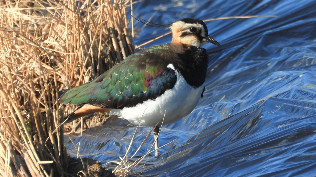 DSCN6657：タゲリ