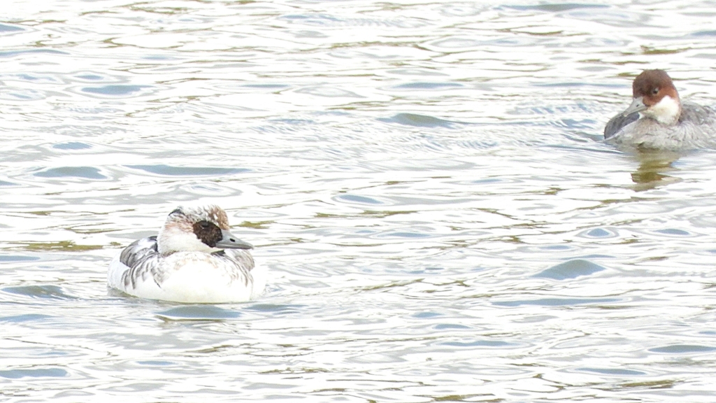 DSCN0376：ミコアイサ