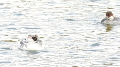 DSCN0376：ミコアイサ