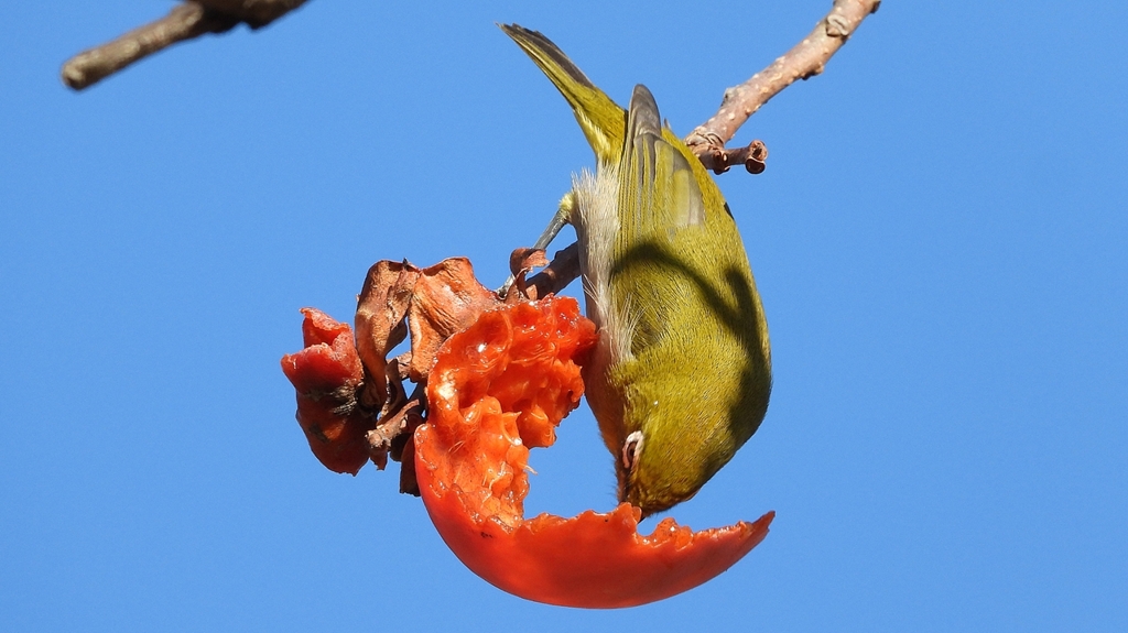 DSCN8719：メジロ