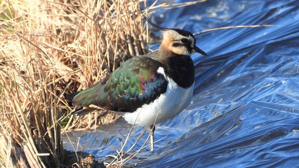 DSCN6638：タゲリ