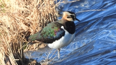 DSCN6638：タゲリ