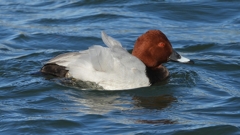 DSCN1092：ホシハジロ（オス）