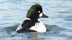 DSCN2468：ホオジロガモ（オス）