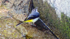 P2330123：キセキレイ