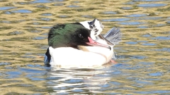 DSCN1888：カワアイサ（オス）