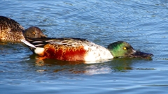 P2360022：ハシビロガモ