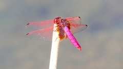 P2270185:ベニトンボ(オス) P2270185:ベニトンボ(オス)