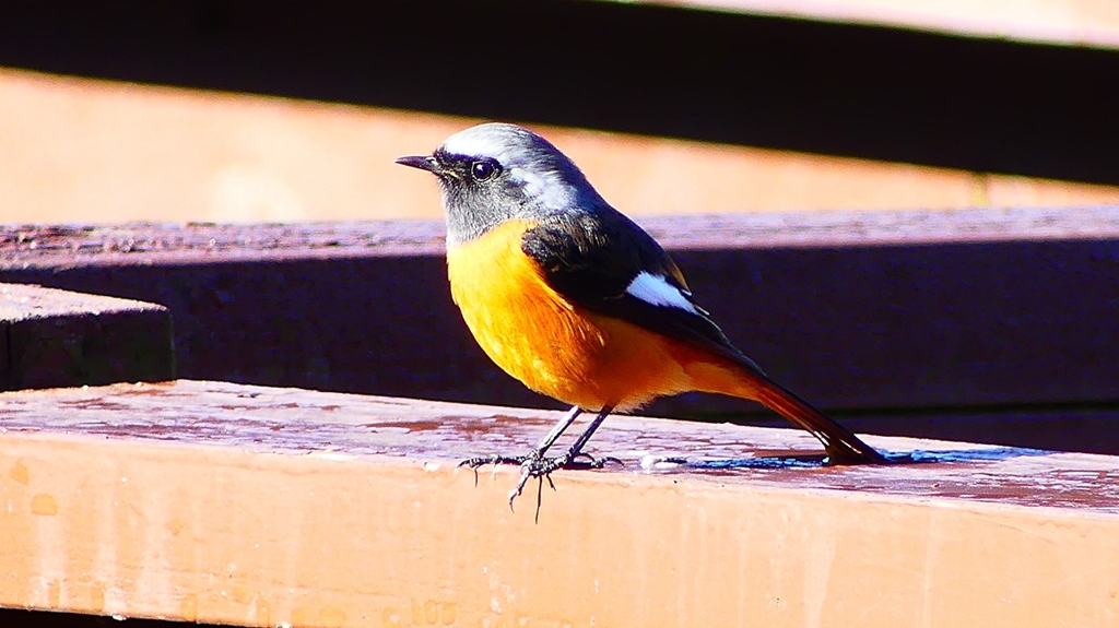 P2370622：ジョウビタキ（オス）