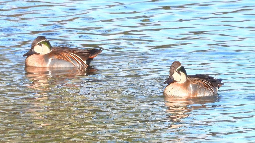 DSCN7904：トモエガモ（オス）