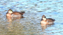 DSCN7904：トモエガモ（オス）