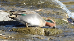 DSCN1702：コガモ（オス）