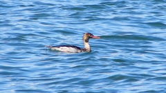 P2410634：ウミアイサ