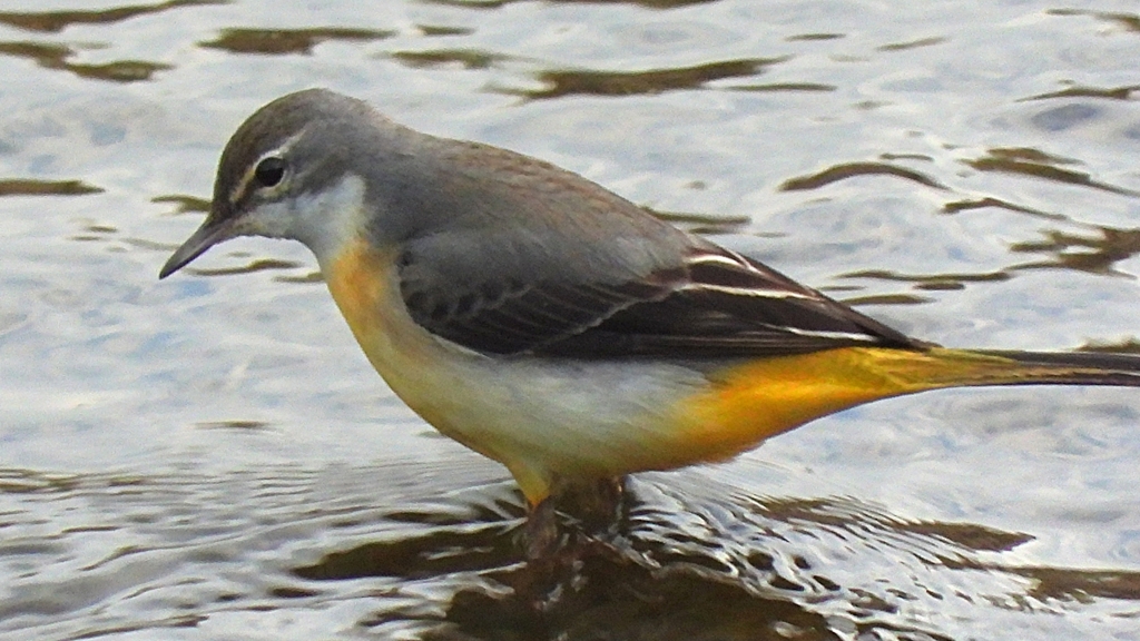 DSCN3534：キセキレイ